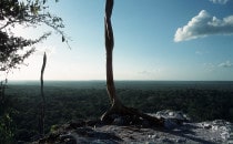 Blick von einem Tempel in Calakmul, Mexiko