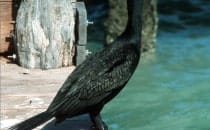 Kormoran - Isla Holbox, Yucatán, Mexiko