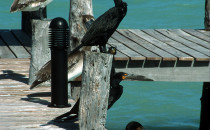 Kormorane auf der Isla Holbox, Yucatán, Mexiko