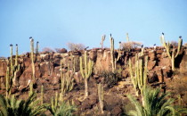 Kakteen, San Ignacio