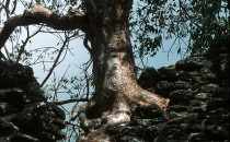 Kohunlich, Yucatán, Mexiko