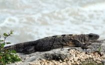 Leguan am Strand in Tulúm, © Bertram Roth