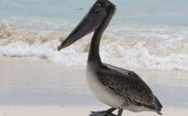 Pelikan am Strand in Tulúm, © Bertram Roth