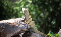 Ein Lizard wärmt sich in der Sonne von Uxmal, Mexiko