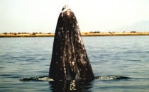 Grauwal beim "Spyhopping" - Laguna San Ignacio, BCS