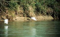 Reiher am Rio San Juan