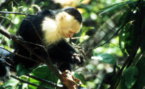 Kapuzineraffe-Manuel-Antonio, Costa Rica