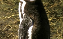 Magelan Penguins at the Seno Otway colony