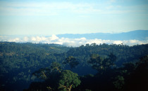 Nebelwald