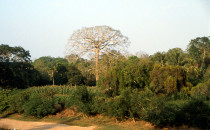 Ceiba Baum am Mopán Fluss - San Ignacio, Belize