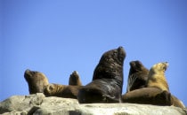 Sealions in the Pan de Azucar national park