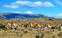 Guanacos - Torres del Paine Nationalpark, Chile
