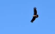 Torres del Paine Condor, Chile