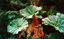 Vulkan-Poas-Mammut-Blatt