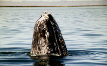 gray whale "Spyhopping", Baja California Sur, Mexico