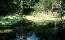 Cenote in Caracol, Belize