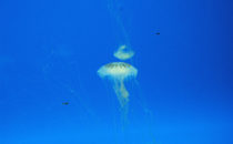 im Aquarium von Veracruz, Mexiko