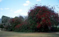 Bougainvilla in Uxmal, Mexiko