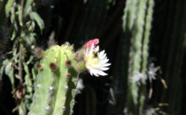Cacti garden, Quinta Schmoll near Bernal, Mexico
