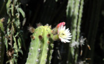 Cacti garden, Quinta Schmoll near Bernal, Mexico