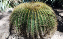 Cacti garden, Quinta Schmoll near Bernal, Mexico