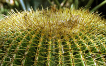 Cacti garden, Quinta Schmoll near Bernal, Mexico