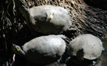 turtles, Parque Museo La Venta, Villahermosa, Mexico