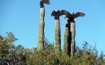 Kakteen und Geier, San Ignacio, Baja California, Mexico