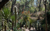 Kakteen in Cadereyta de Montes, Sierra Gorda, Mexiko