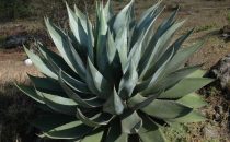 Sierra Norte, Oaxaca, Mexiko