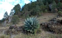 Sierra Norte, Oaxaca, Mexiko