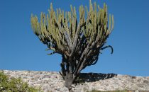 Ruinen von Yagul bei Oaxaca, Mexiko