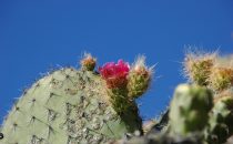 Ruinen von Yagul bei Oaxaca, Mexiko