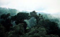 Necloud forest at the Mirador de Quetzales inside the Los Quetzales National Park, Costa Ricabelwald am Mirador de Quetzales