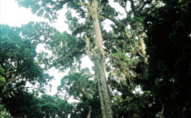 inside the Los Quetzales National Park, Costa Rica