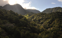 Nebelwald, Mount Totumas, © Mount Totumas, Panama