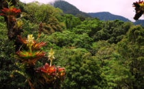 Bromelien © Mount Totumas, Panama