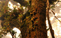 Eiche, © Mount Totumas, Panama