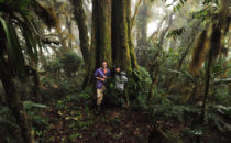 Eiche © Mount Totumas, Panama