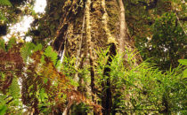 Eiche© Mount Totumas, Panama