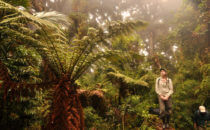 Riesenfarn, © Mount Totumas, Panama
