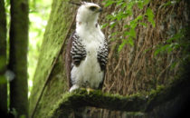Harpyie, © Mount Totumas, Panama