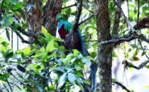 Quetzal, Mirador de Quetzales, Costa Rica