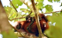 Spinnenaffe, Corcovado NP, © K&T Ledermann