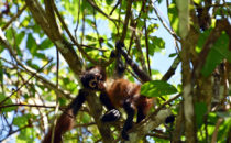 Spinnenaffe, Corcovado NP, © K&T Ledermann