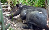 Tapir, Corcovado NP, © K&T Ledermann