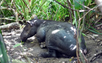 Tapir, Corcovado NP, © K&T Ledermann