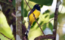 Schwarzkopftrogon, © K&T Ledermann