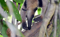 Ameisenbär, Corcovado NP, © K&T Ledermann