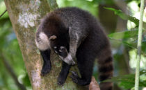 Nasenbär, Corcovado NP, © K&T Ledermann